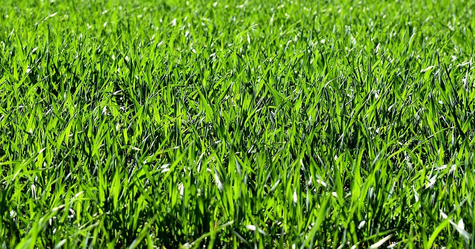 Green Grass watered according to water conservation policies | H2O Sprinklers